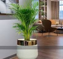 Planters