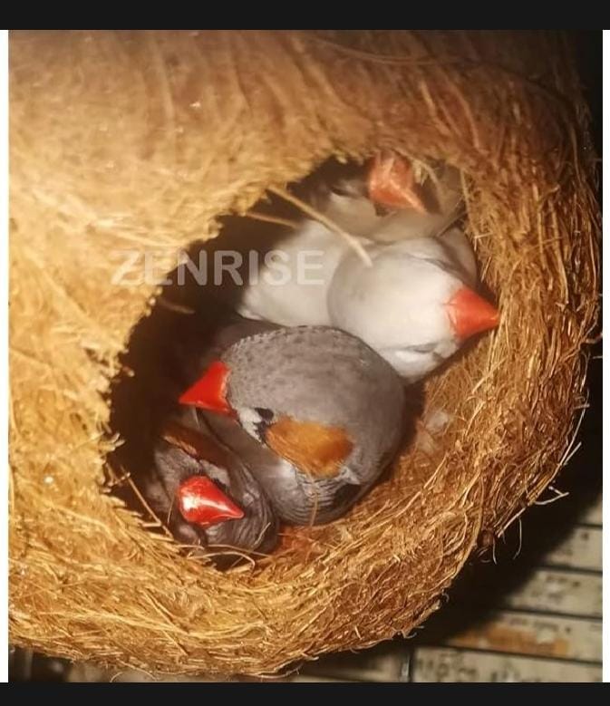 COCONUT BIRD NEST